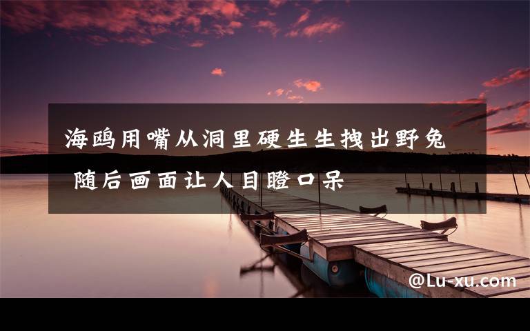 海鸥用嘴从洞里硬生生拽出野兔 随后画面让人目瞪口呆