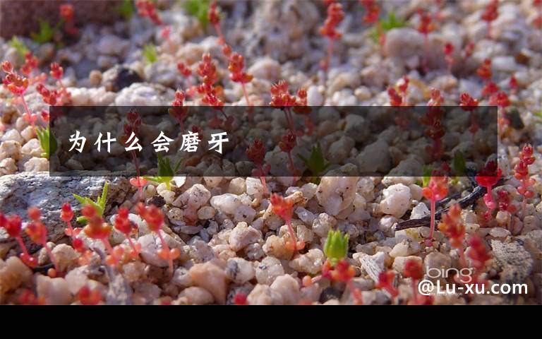为什么会磨牙