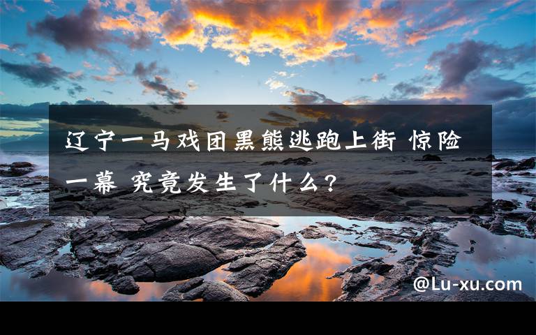 辽宁一马戏团黑熊逃跑上街 惊险一幕 究竟发生了什么?