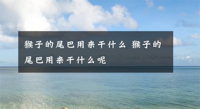 猴子的尾巴用来干什么 猴子的尾巴用来干什么呢