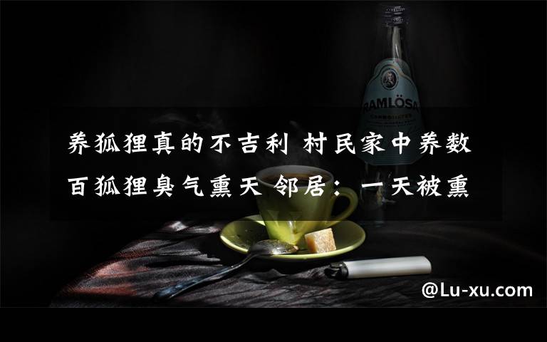 养狐狸真的不吉利 村民家中养数百狐狸臭气熏天 邻居:一天被熏吐好几回