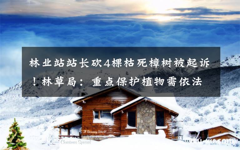 林业站站长砍4棵枯死樟树被起诉!林草局:重点保护植物需依法审批