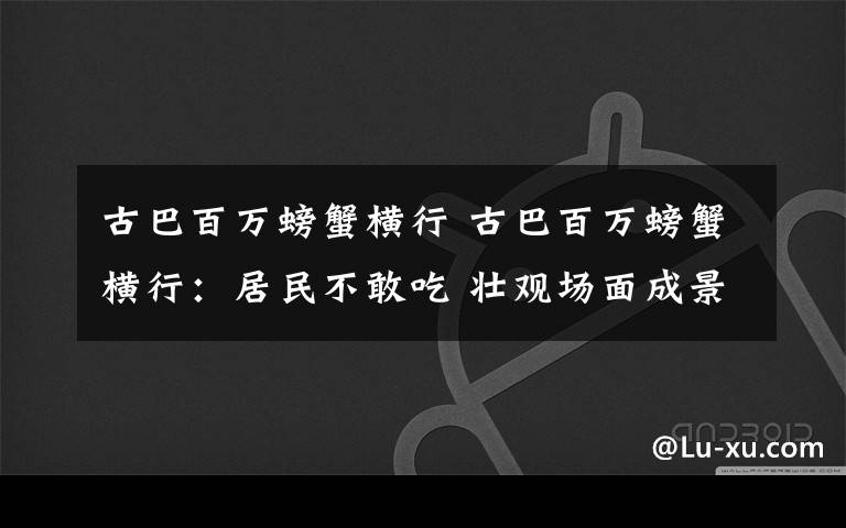 古巴百万螃蟹横行 古巴百万螃蟹横行:居民不敢吃 壮观场面成景点
