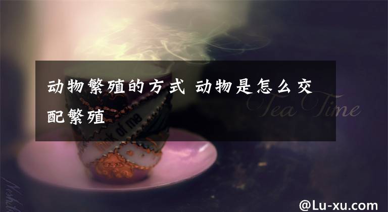 动物繁殖的方式 动物是怎么交配繁殖