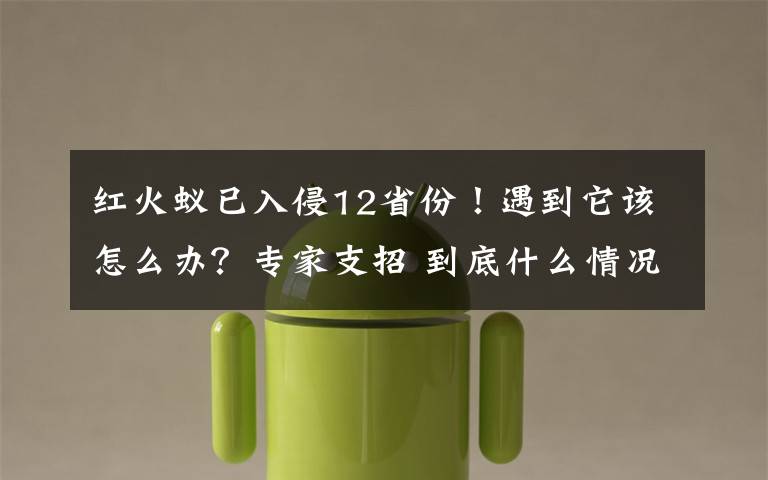 红火蚁已入侵12省份!遇到它该怎么办?专家支招 到底什么情况呢?