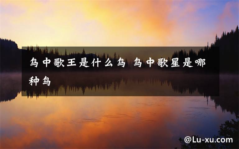 鸟中歌王是什么鸟 鸟中歌星是哪种鸟
