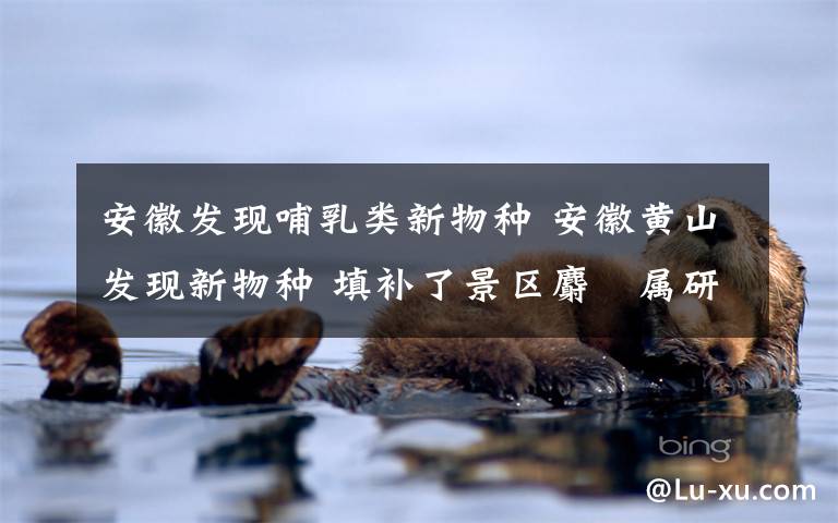 安徽发现哺乳类新物种 安徽黄山发现新物种 填补了景区麝鼩属研究空白