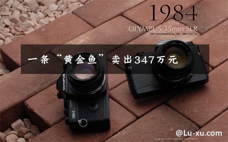 一条“黄金鱼”卖出347万元
