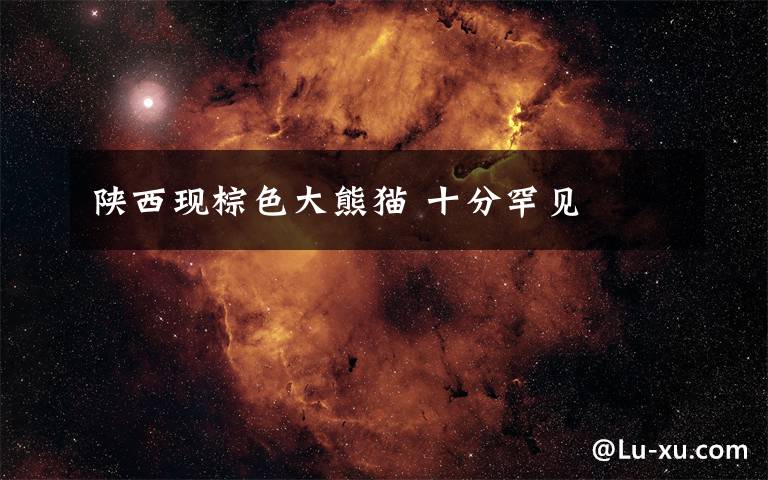 陕西现棕色大熊猫 十分罕见