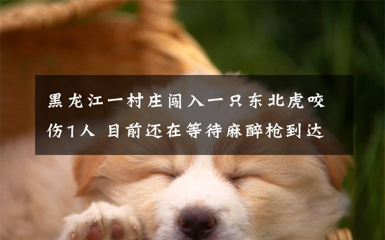 黑龙江一村庄闯入一只东北虎咬伤1人 目前还在等待麻醉枪到达现场 事情经过真相揭秘!
