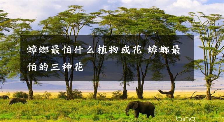 蟑螂最怕什么植物或花 蟑螂最怕的三种花