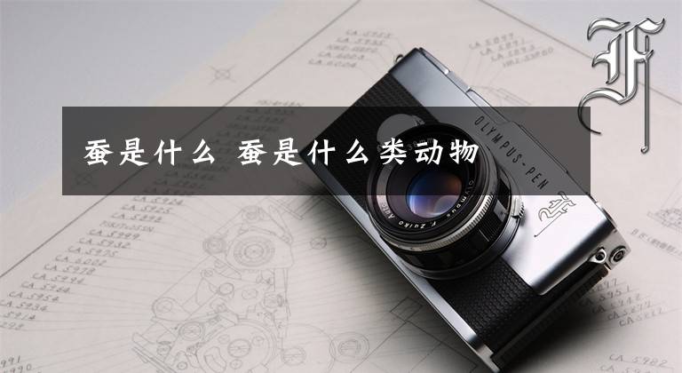 蚕是什么 蚕是什么类动物