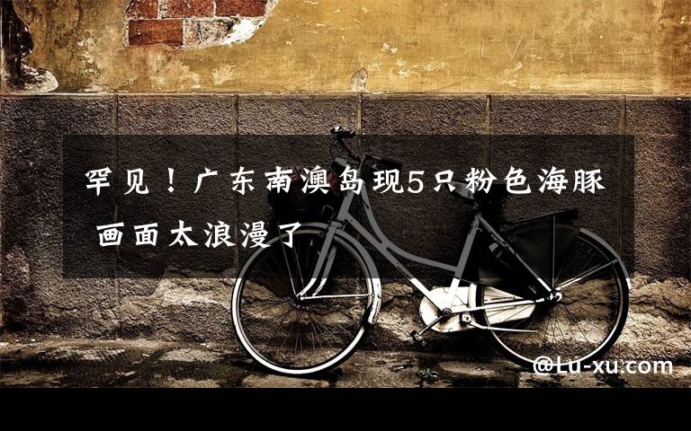 罕见！广东南澳岛现5只粉色海豚 画面太浪漫了