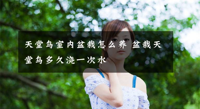 天堂鸟室内盆栽怎么养 盆栽天堂鸟多久浇一次水