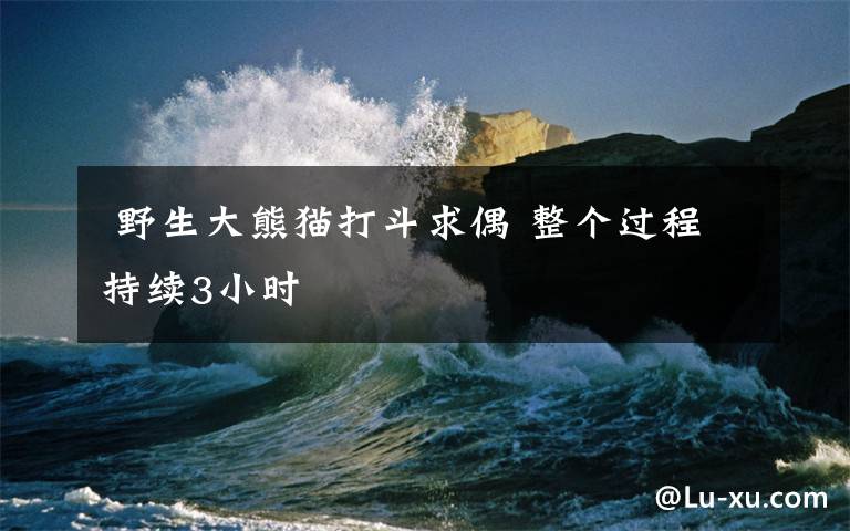 野生大熊猫打斗求偶 整个过程持续3小时