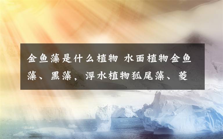 金鱼藻是什么植物 水面植物金鱼藻、黑藻,浮水植物狐尾藻、菱角,挺水植物芦苇、黄花鸢尾、美人蕉……苦竹溪:臭黑水沟变身美丽的溪河