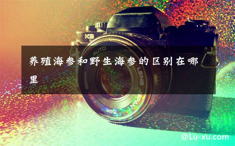养殖海参和野生海参的区别在哪里