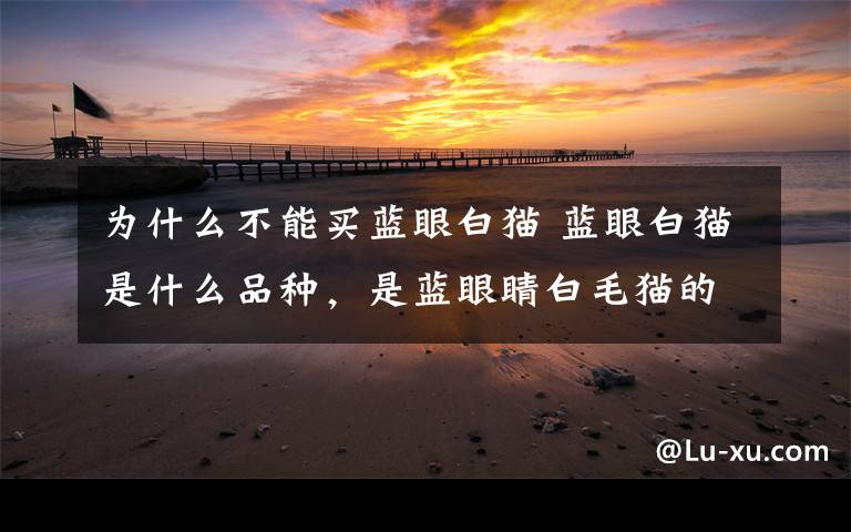 为什么不能买蓝眼白猫 蓝眼白猫是什么品种,是蓝眼睛白毛猫的统称