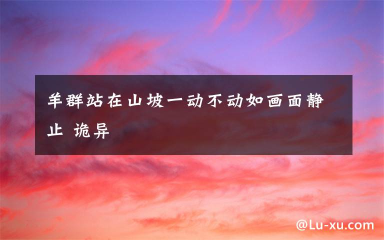 羊群站在山坡一动不动如画面静止 诡异