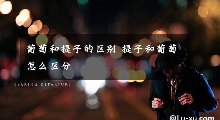 葡萄和提子的区别 提子和葡萄怎么区分