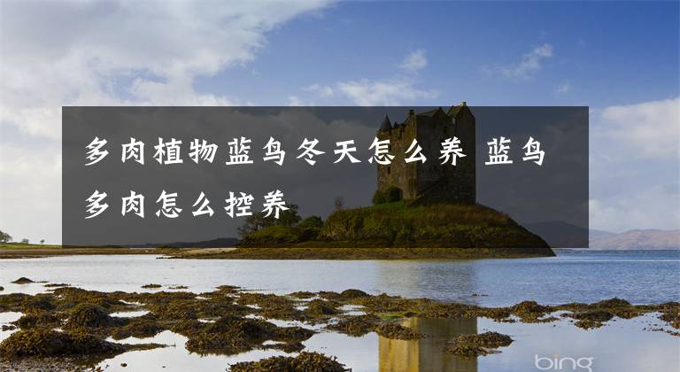 多肉植物蓝鸟冬天怎么养 蓝鸟多肉怎么控养