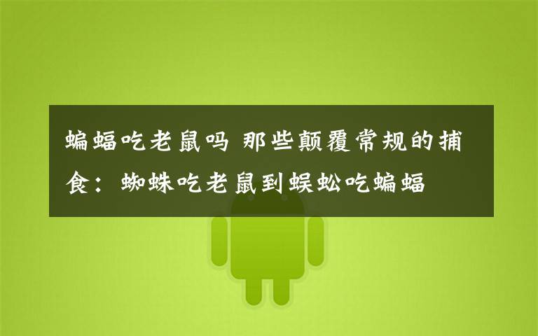 蝙蝠吃老鼠吗 那些颠覆常规的捕食：蜘蛛吃老鼠到蜈蚣吃蝙蝠