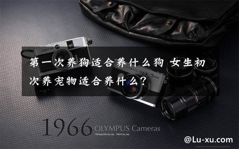 第一次养狗适合养什么狗 女生初次养宠物适合养什么？