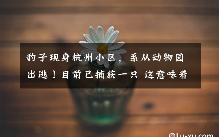 豹子现身杭州小区,系从动物园出逃!目前已捕获一只 这意味着什么?
