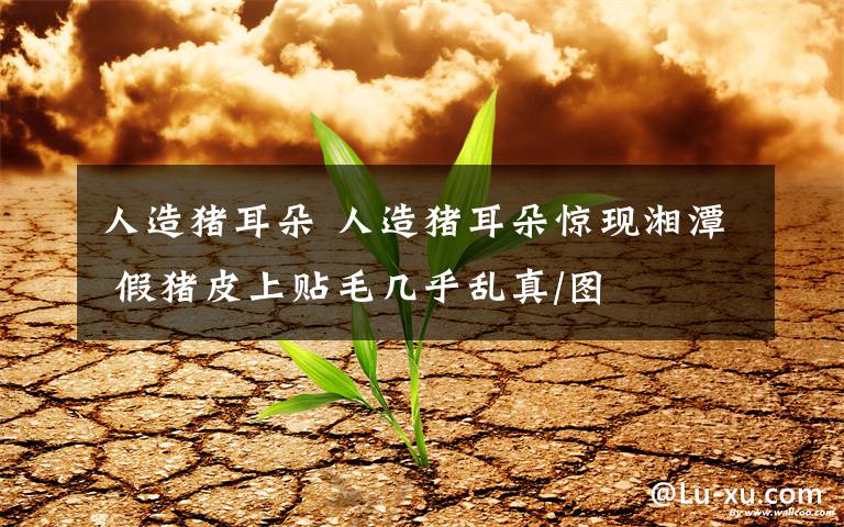 人造猪耳朵 人造猪耳朵惊现湘潭 假猪皮上贴毛几乎乱真/图