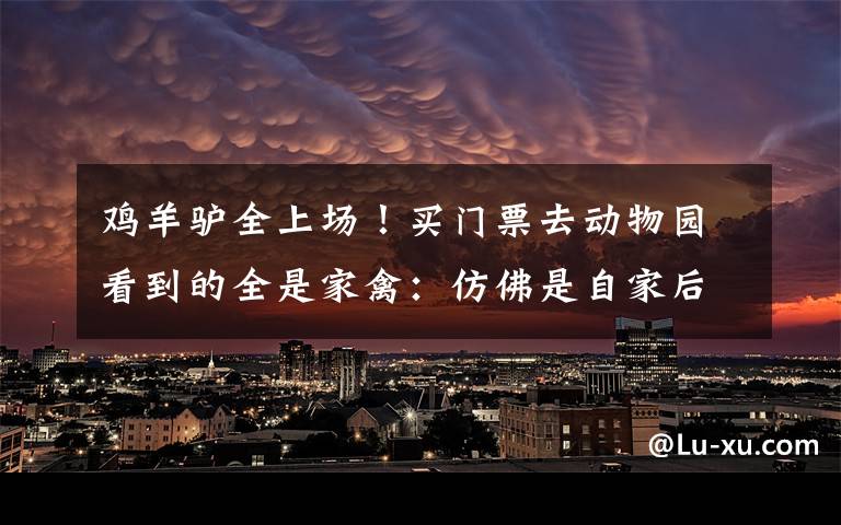 鸡羊驴全上场!买门票去动物园看到的全是家禽:仿佛是自家后院