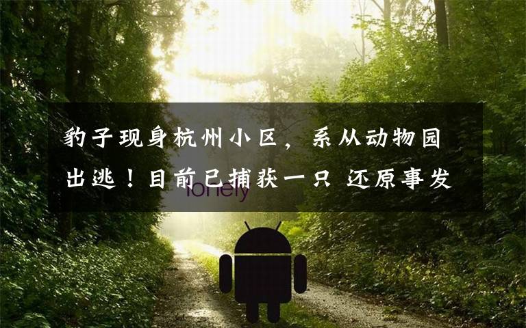 豹子现身杭州小区,系从动物园出逃!目前已捕获一只 还原事发经过及背后原因!