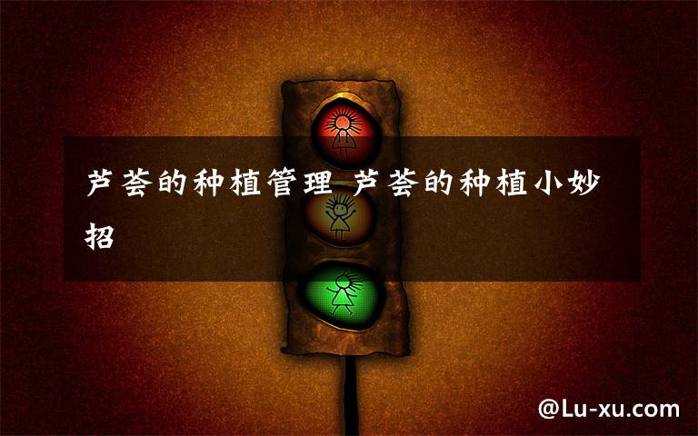 芦荟的种植管理 芦荟的种植小妙招