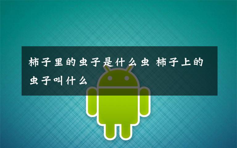 柿子里的虫子是什么虫 柿子上的虫子叫什么