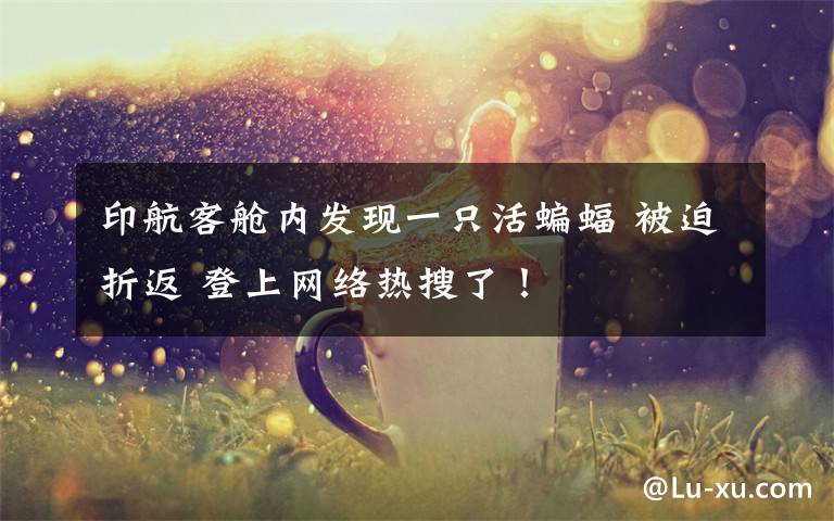 印航客舱内发现一只活蝙蝠 被迫折返 登上网络热搜了!