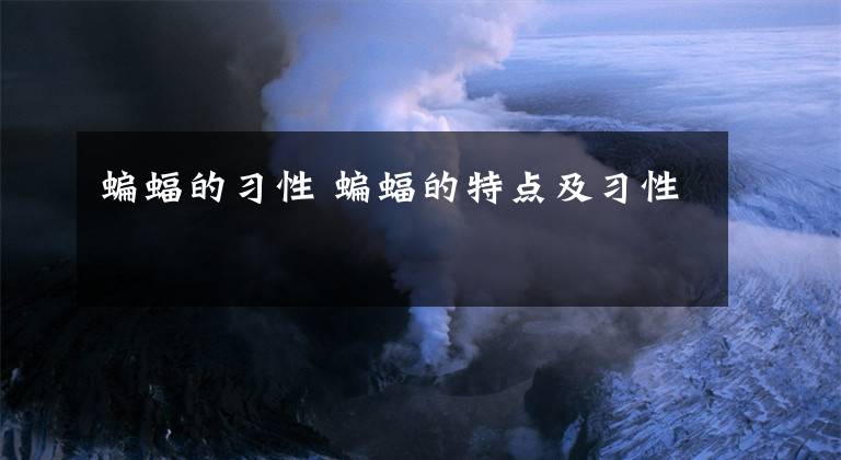 蝙蝠的习性 蝙蝠的特点及习性