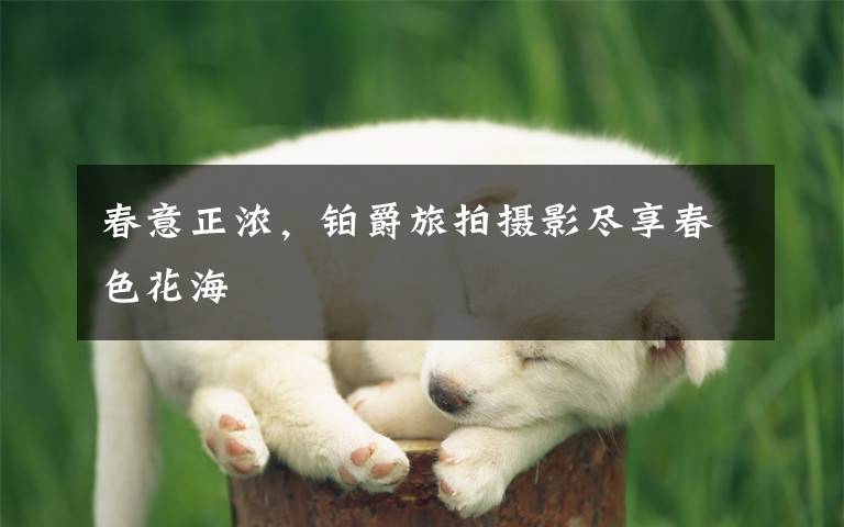 春意正浓,铂爵旅拍摄影尽享春色花海