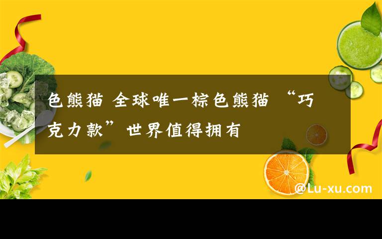 色熊猫 全球唯一棕色熊猫 “巧克力款”世界值得拥有