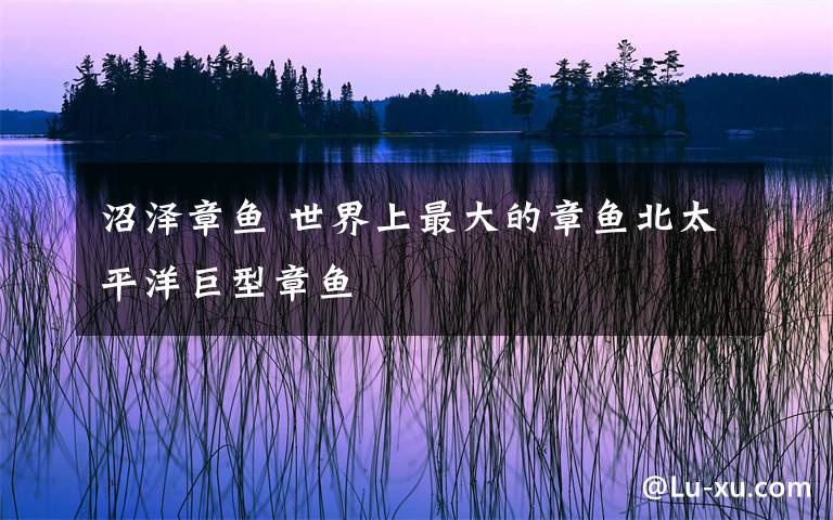 沼泽章鱼 世界上最大的章鱼北太平洋巨型章鱼