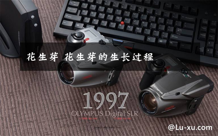 花生芽 花生芽的生长过程
