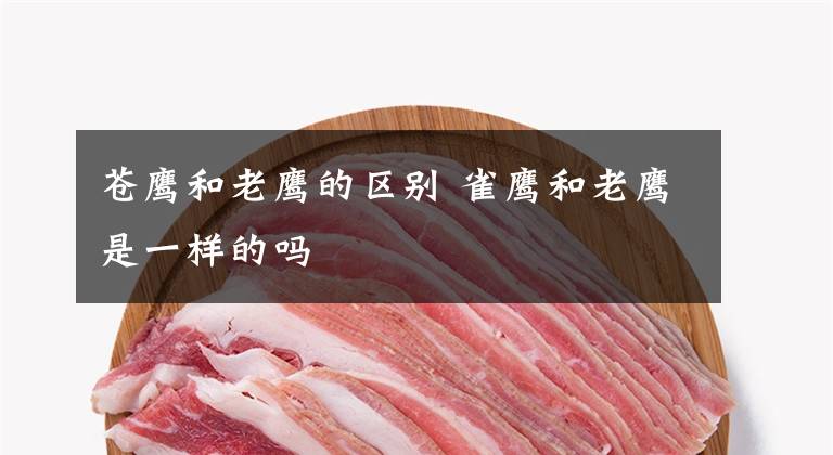 苍鹰和老鹰的区别 雀鹰和老鹰是一样的吗