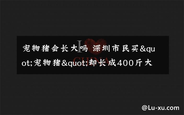 宠物猪会长大吗 深圳市民买"宠物猪"却长成400斤大肥猪！同吃同睡8年 邻居不堪其扰