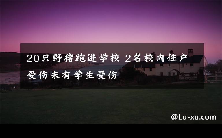 20只野猪跑进学校 2名校内住户受伤未有学生受伤