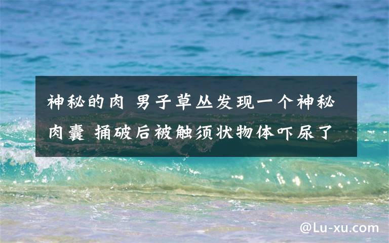 神秘的肉 男子草丛发现一个神秘肉囊 捅破后被触须状物体吓尿了