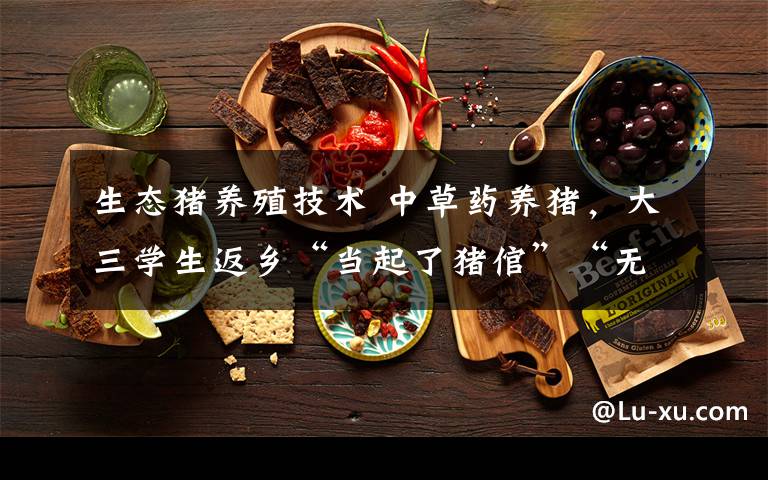 生态猪养殖技术 中草药养猪,大三学生返乡“当起了猪倌”“无抗时代”生态养殖大有可为