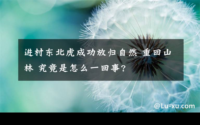 进村东北虎成功放归自然 重回山林 究竟是怎么一回事?