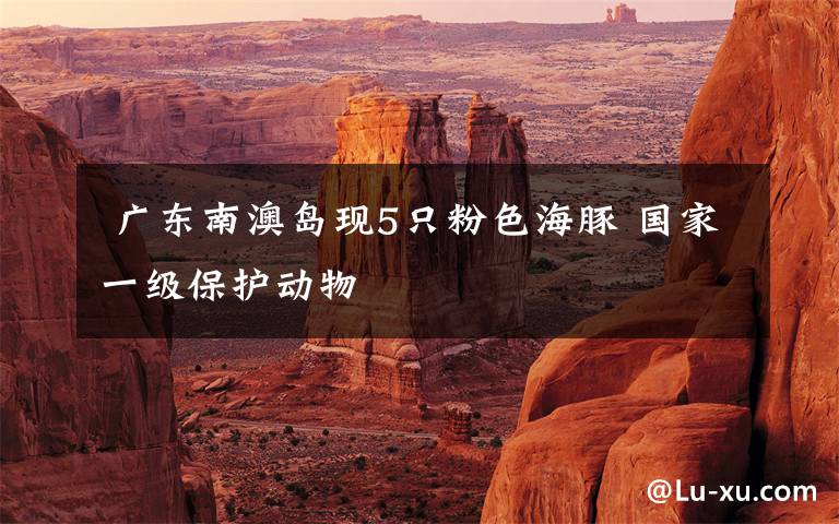 广东南澳岛现5只粉色海豚 国家一级保护动物