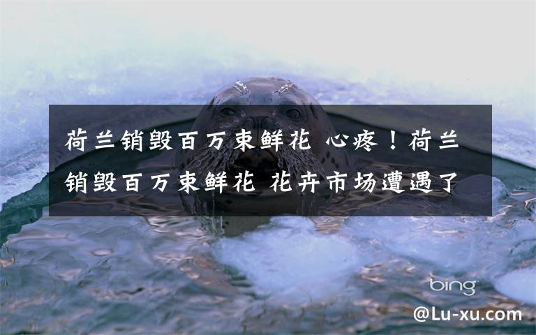 荷兰销毁百万束鲜花 心疼!荷兰销毁百万束鲜花 花卉市场遭遇了百年来重大危机