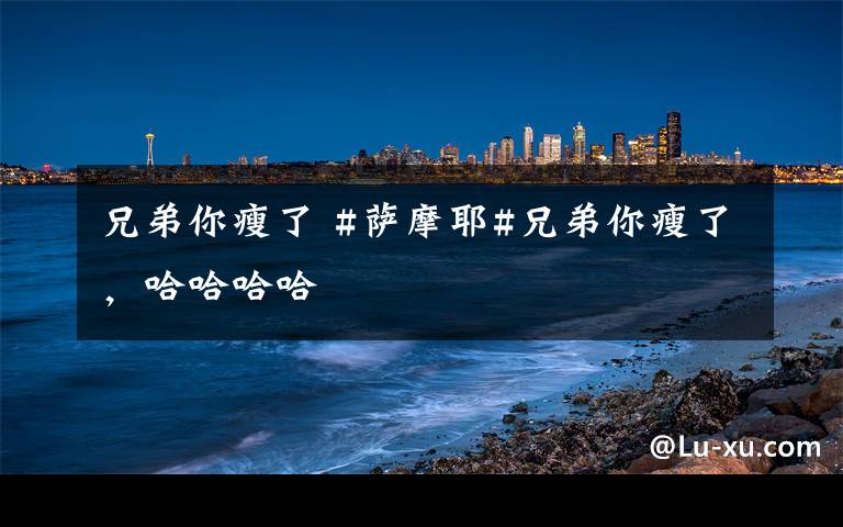 兄弟你瘦了 #萨摩耶#兄弟你瘦了,哈哈哈哈