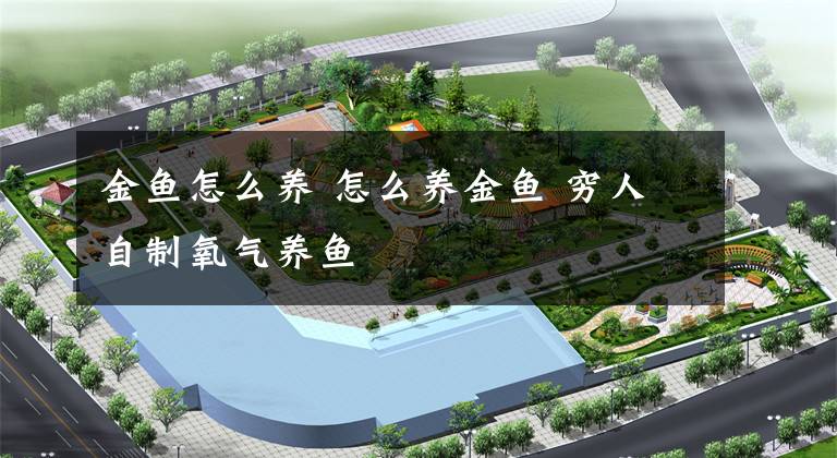 金鱼怎么养 怎么养金鱼 穷人自制氧气养鱼