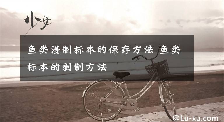 鱼类浸制标本的保存方法 鱼类标本的剥制方法